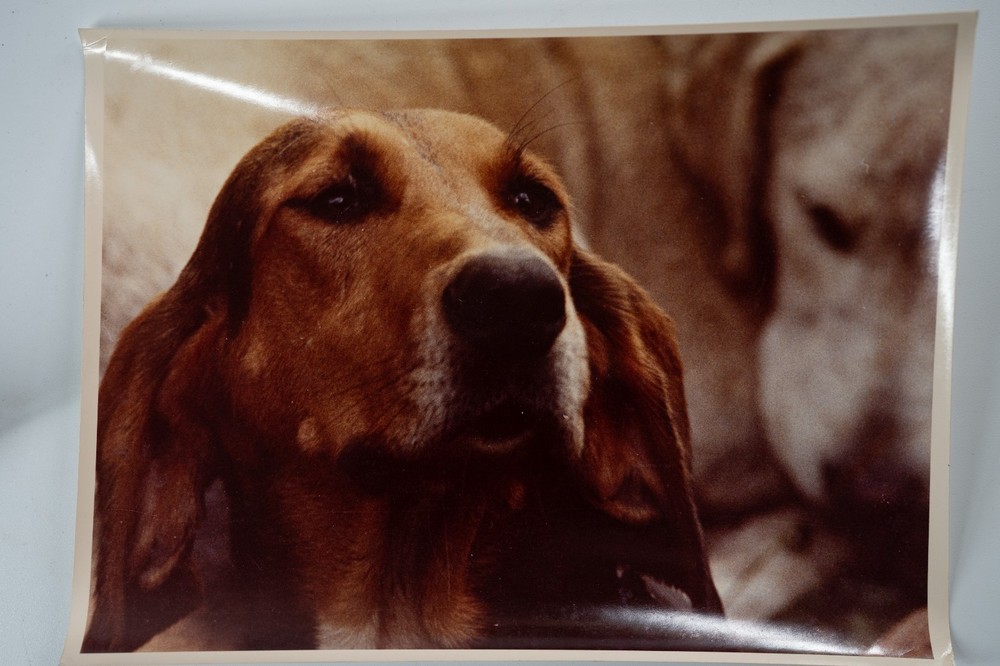 Vintage Analog Photo France Hunting With Hounds Horse Dog 18X24Cm 1970