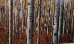 Gary Crandall Photography Aspen Army Print Fall Colors Trees Matted No Frame