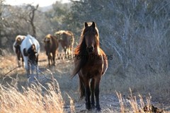 Assateague Island Nat’s Seashore Horse Photo 1, Pick One Image – Various Sizes