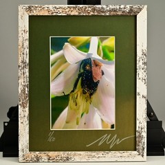 MICHAEL RAY Original Vintage Signed Long Island NY Floral Still Life Photograph