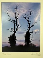 Patricia McGrady Photography – “Two Trees” – Gorgeous Art