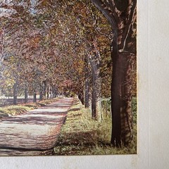 Matted Landscape of Trees and Road Looks Like Autumn Fall Colors