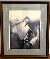 Thomas Mangelsen White Lace – Egret Rabbit Island LA Ltd. Ed. Out of Print