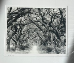 Chris Honeysett’s – Oak Canopy Louisiana 16×20 image, signed
