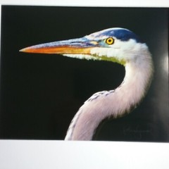 Great Blue Heron Print – Signed Proof Fine Art Wildlife Photography