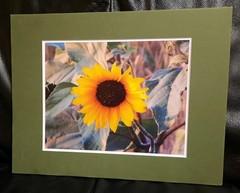 Matted Photograph: Sunflowers 2