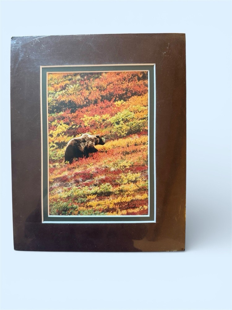 “Rainbow Bear” Denali National Park Grizzly Photo Print Didier Lindsey Alaska
