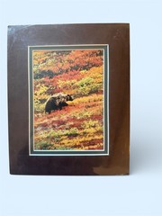 “Rainbow Bear” Denali National Park Grizzly Photo Print Didier Lindsey Alaska