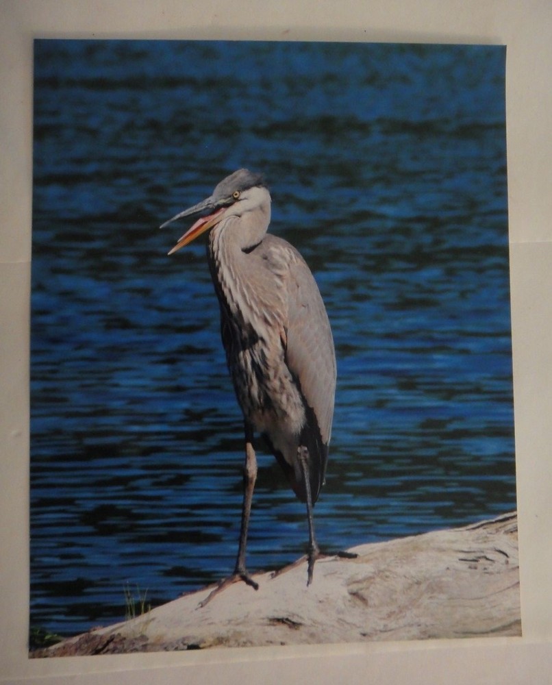 Incredible Blue Heron, 8×10 photo, Wildlife Photography by Christopher Mathein