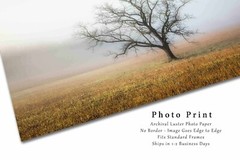 Great Smoky Mountains Photography Print: Tennessee Tree Fog Nature Smokies Photo