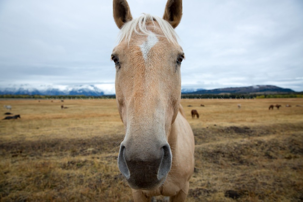 Horse Photography Print: Wyoming Equine Funny Humor Western Animal Photo