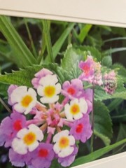 Art Photography : Lantana Flowers