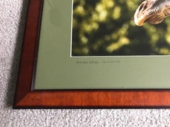 Professionally Framed & Matted: Amboselli National Park Giraffe