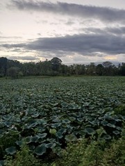 Photograph Jungle Beautiful Sri Lanka Lake Photo Image Nature Picture Print