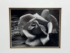 ANSEL ADAMS Art Photo ROSE and DRIFTWOOD 1932 4 X6 Print Matted 8 X 10