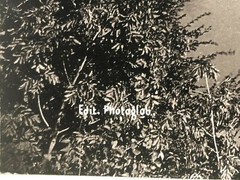 27x21cm large album photo around 1890 Riva on Lake Garda in Italy photo