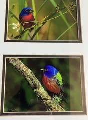 Framed/ Matted Photographs Painted Buntings Signed 20 X 10 Inches