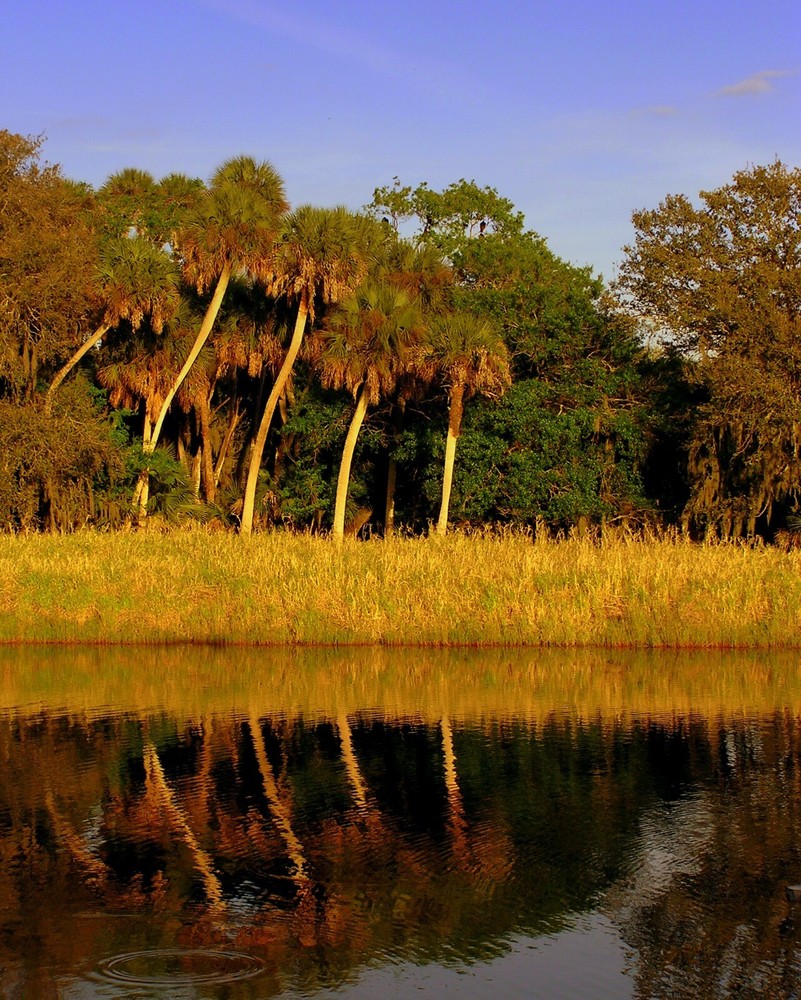 Four palms, Myakka River State Park, SW Florida