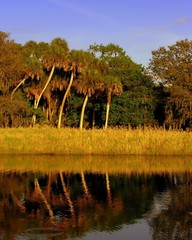 Four palms, Myakka River State Park, SW Florida