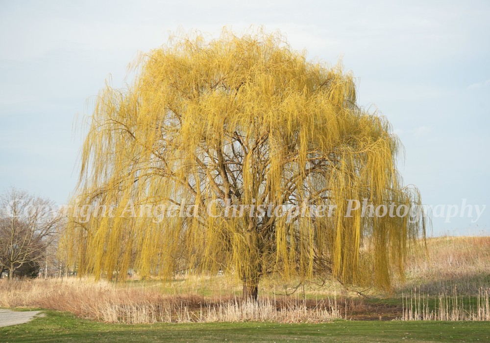 Original ACEO photo fine art print 2.5 x 3.5 inches YELLOW WEEPING WILLOW tree