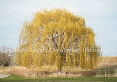 Original ACEO photo fine art print 2.5 x 3.5 inches YELLOW WEEPING WILLOW tree