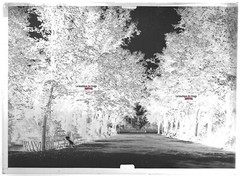 Old Black And White Photo Glass Plate Negative 13X18 Cm Colmar Public Garden