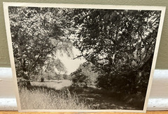 Arthur Gray Standard Oil Photographer Cleveland Ohio Americana Woodland Path Wow