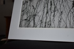 Michael A Smith Photography Signed «Vines on the Wall» Contact Print