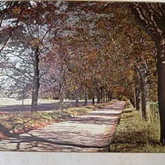Matted Landscape of Trees and Road Looks Like Autumn Fall Colors