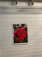 Garden Rose #10 – landscape photograph 8.5×11
