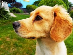 Photo Digital Product Wallpaper Background Image Picture cute dog ,animal friend