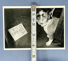 Westminster Dog Show Art Print Card Photo By Derek Berg Fotofolio 4”x6” Bulldog