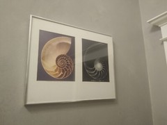 William A. Conklin X-Ray & Color Photo Diptych Chambered Nautilus