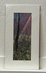 Signed Sherrill Photo Fall Color Red Leaves Rooster Rock Park Oregon Autumn PNW