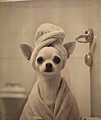 «Ready for my Bath»2D Flat, Chihuahua in Bathrobe Canvas Wall Photo.Frame 9″x13»