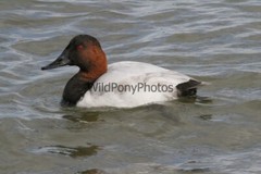 Canvasback Photo, Pick One Image – Various Sizes