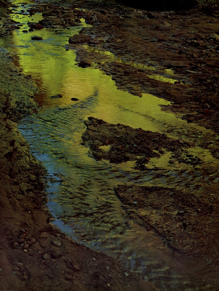 1962 Eliot Porter Glen Canyon Moqui Creek Willow Reflection Art Photo Gravure