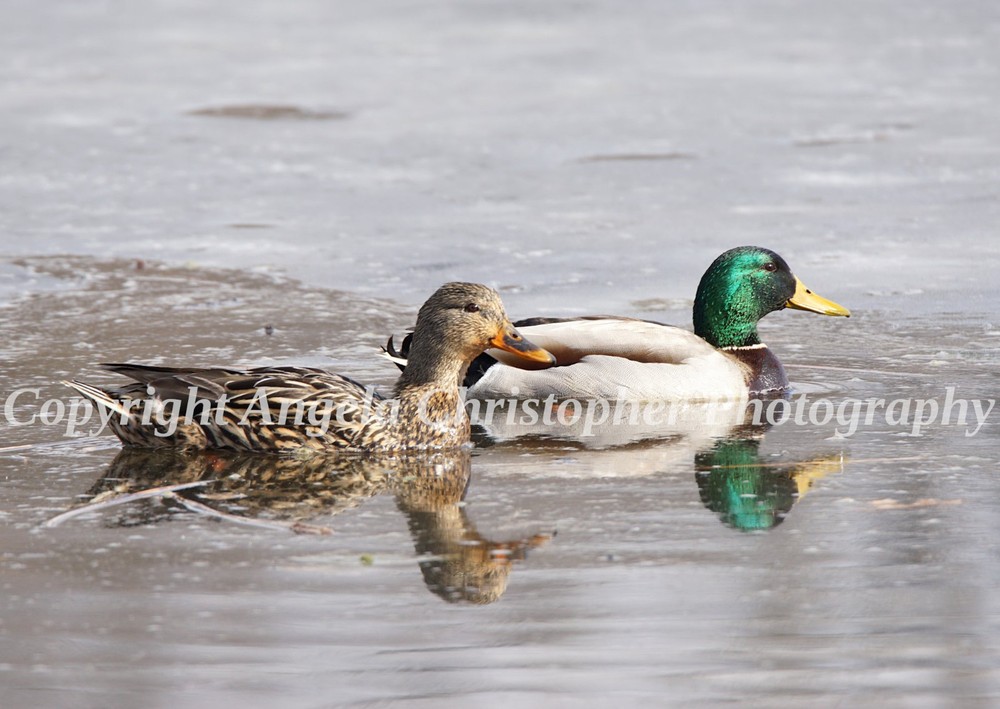 Original ACEO photo fine art print 2.5 x 3.5″ PAIR OF MALLARDS ducks birds green