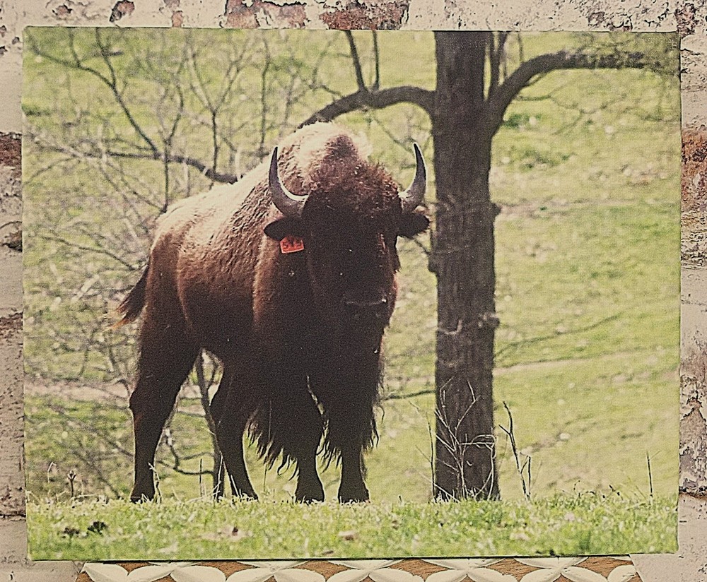 Photography American Bison 8X10 Canvas Photos by Nita of BHHS