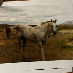 Janine Gordon Photograph 20×24″ C-print Edition 2 Horses Marfa Texas Signed