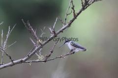 Hummingbird Photo, Pick One Image – Various Sizes