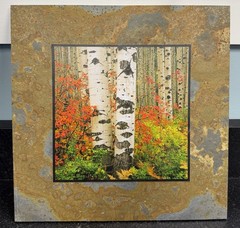 David L Clack Slate Pics Birch Trees Fall Art 12”x12” Illustrated Light