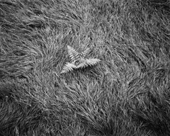 Wind blown grass, fern, Catskill Mountains, NY – Thomas Teich