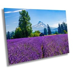 Lavender Dreams: Mt Hood Lavender Fields Landscape Wall Art Flower Print