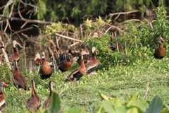 Black Bellied Whistling Duck Photo, Pick One Image – Various Sizes