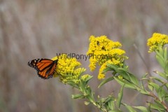 Butterflies Photo, Pick One Image – Various Sizes