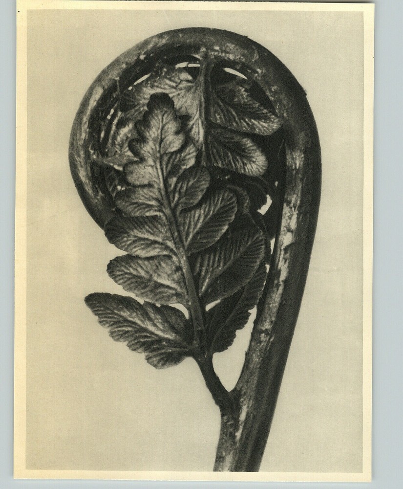 1942 Original BOTANICAL Fern Fiddlehead PLANT Flower Photo Art KARL BLOSSFELDT