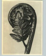 1942 Original BOTANICAL Fern Fiddlehead PLANT Flower Photo Art KARL BLOSSFELDT