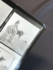 NEWLY FOUND! Hendrickson PHOTO Contact Sheet Proof & Negatives GIRLS RIDE DONKEY