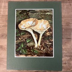 Vintage Matted Clitocybe Mushroom Art Work Photography By E. Hjalmar Person 1979